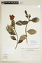 Symbolanthus mathewsii image