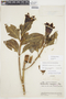 Symbolanthus vasculosus image