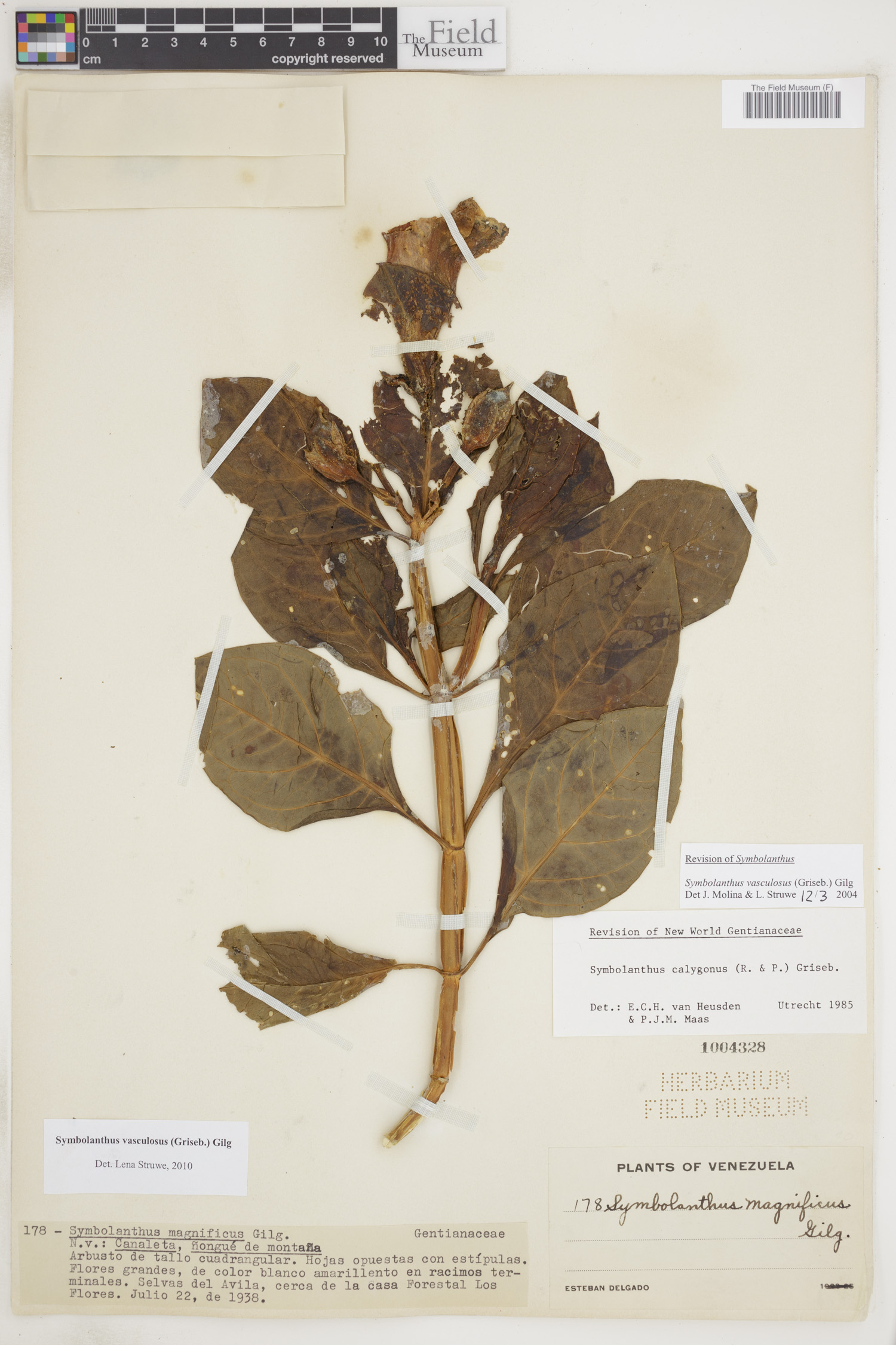 Symbolanthus vasculosus image