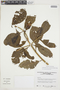 Symbolanthus vasculosus image
