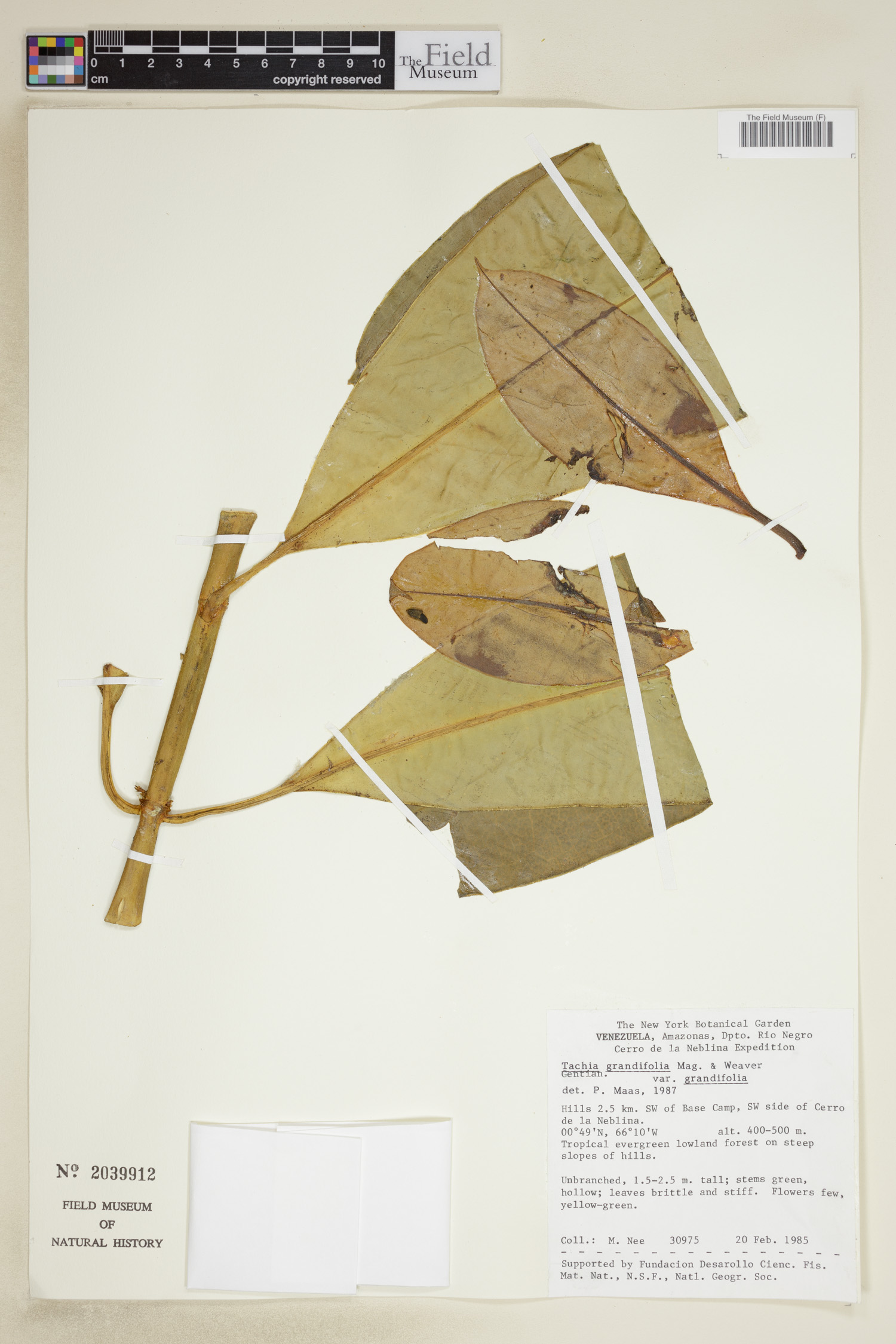 Tachia grandifolia image