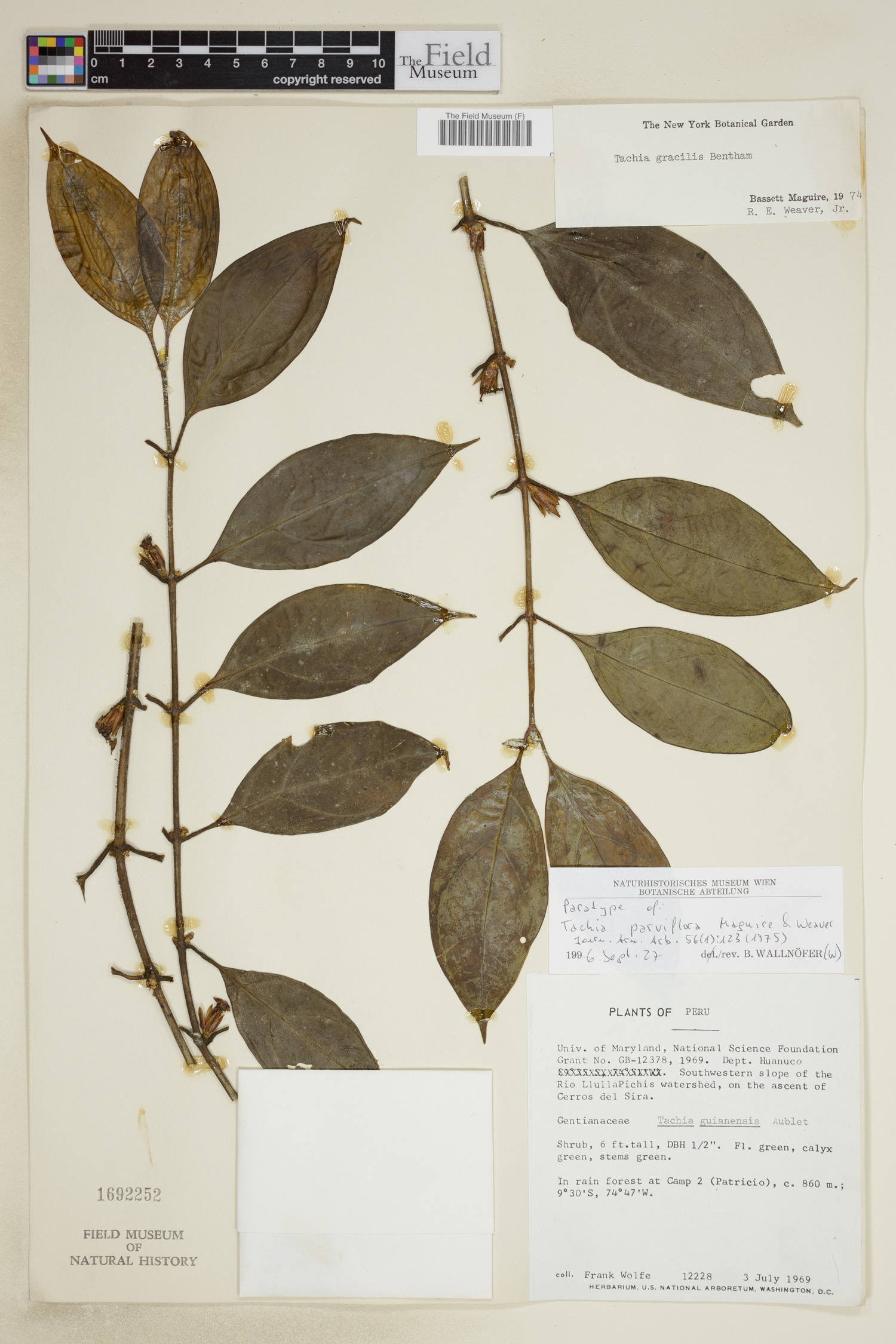 Tachia parviflora image