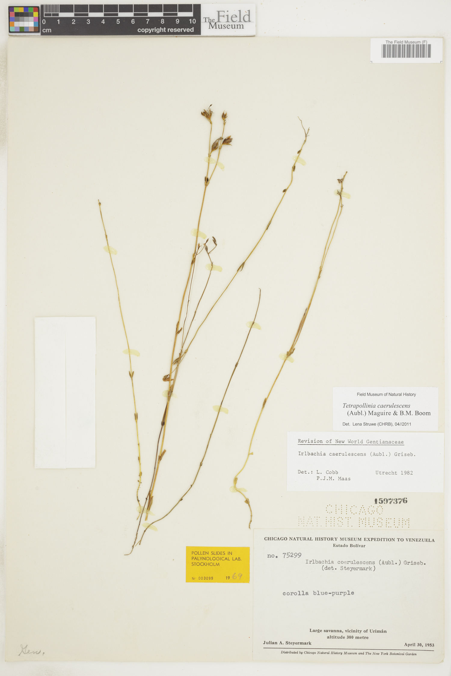 Tetrapollinia caerulescens image