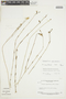 Tetrapollinia caerulescens image