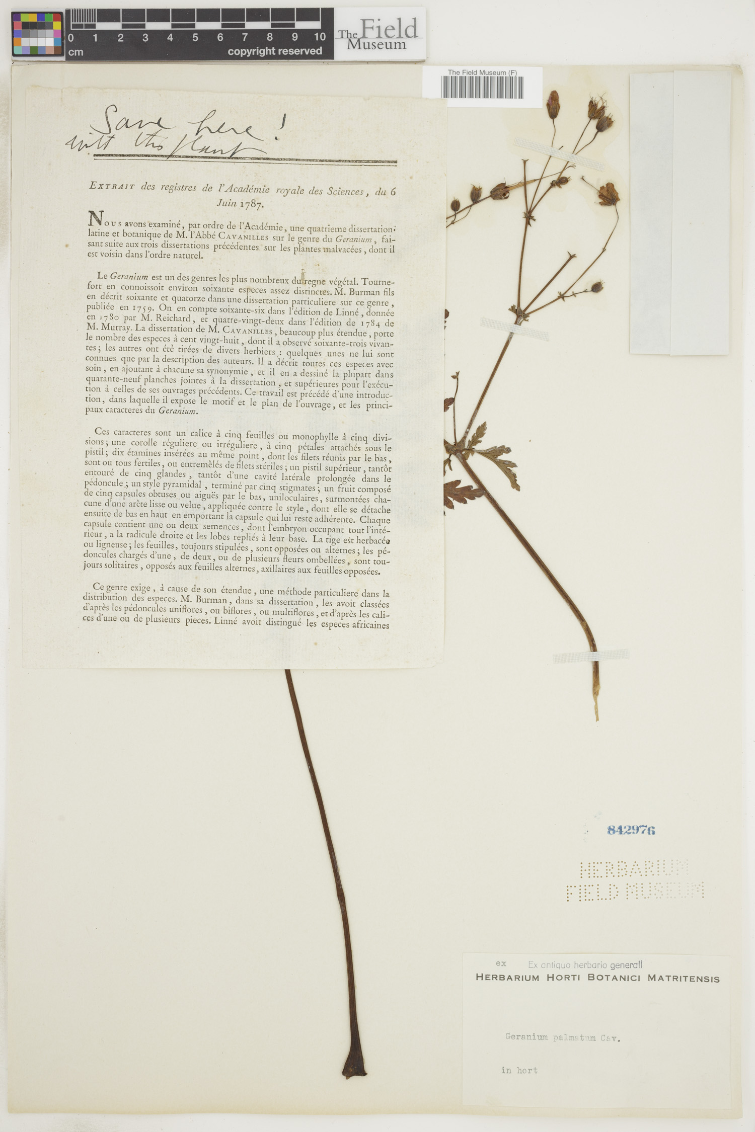 Geranium palmatum image