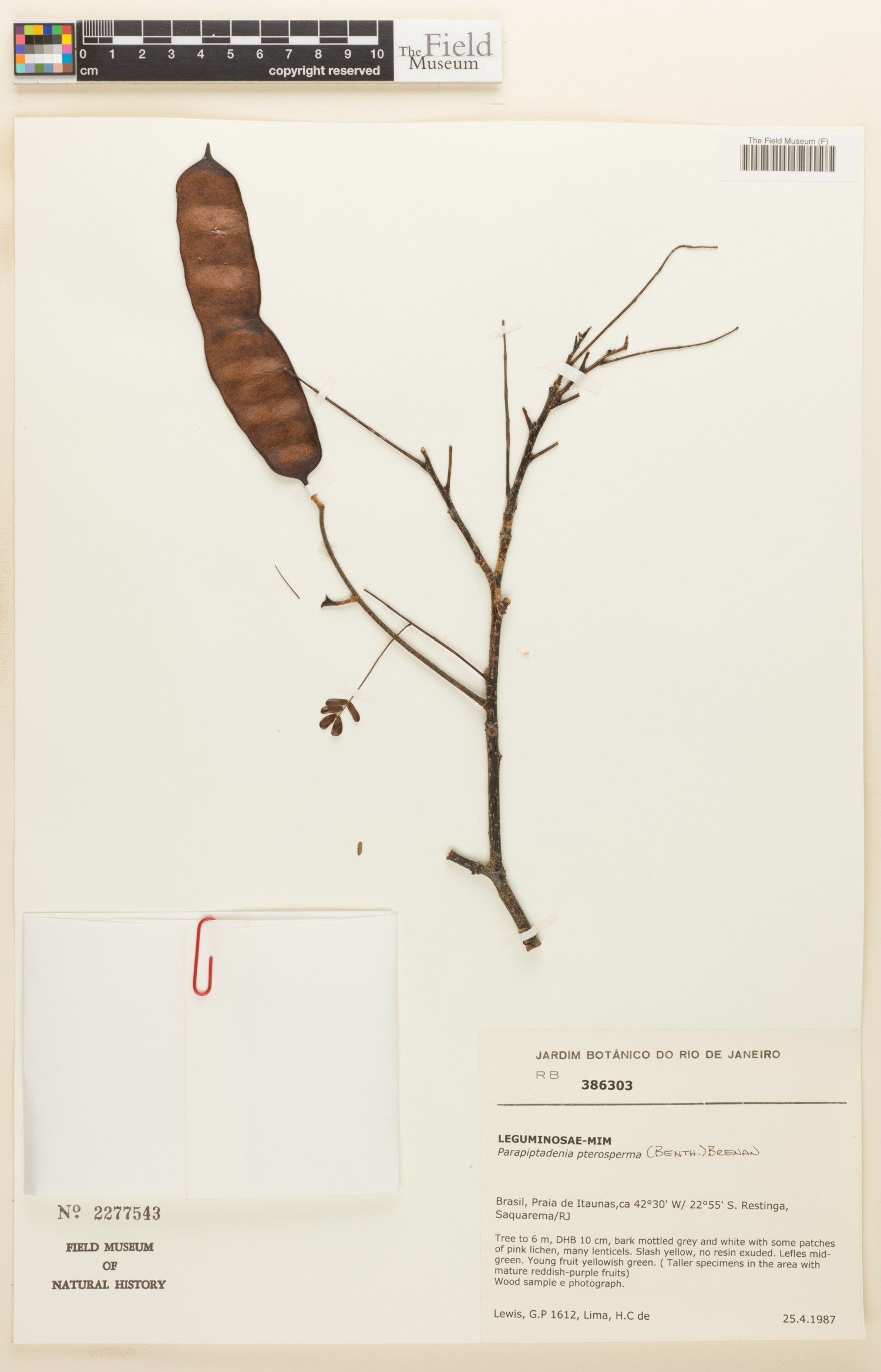 Parapiptadenia pterosperma image