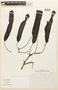 Parapiptadenia pterosperma image