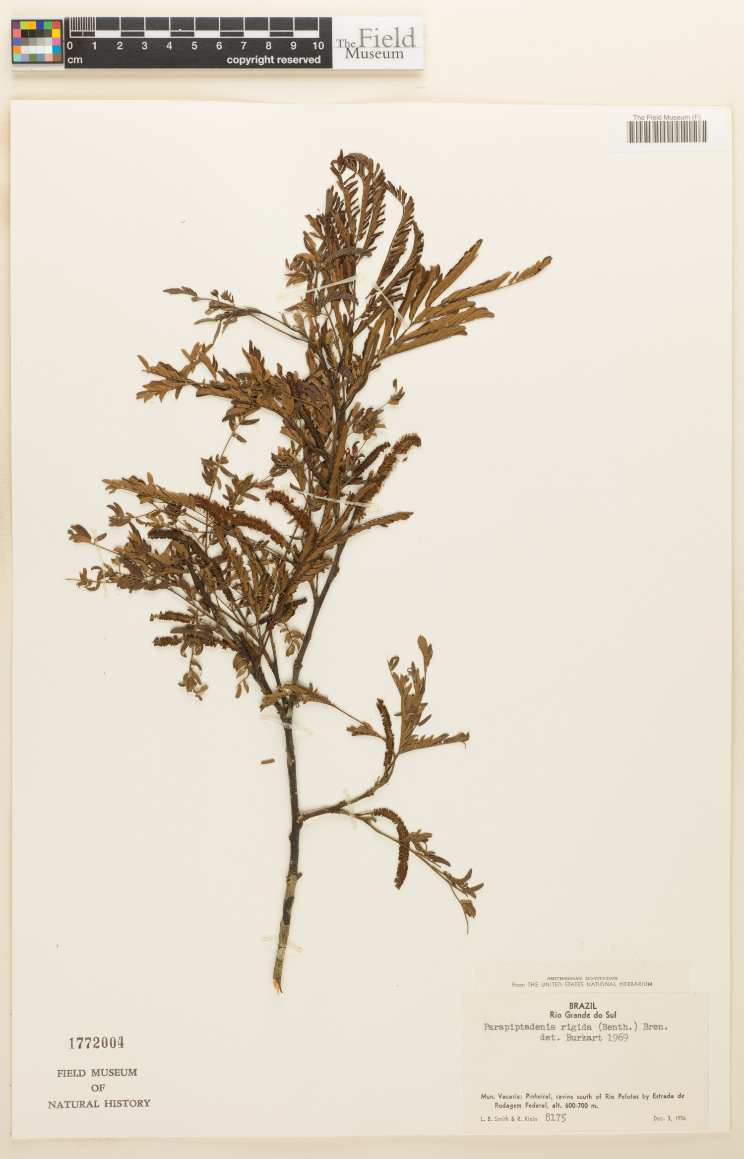 Parapiptadenia image