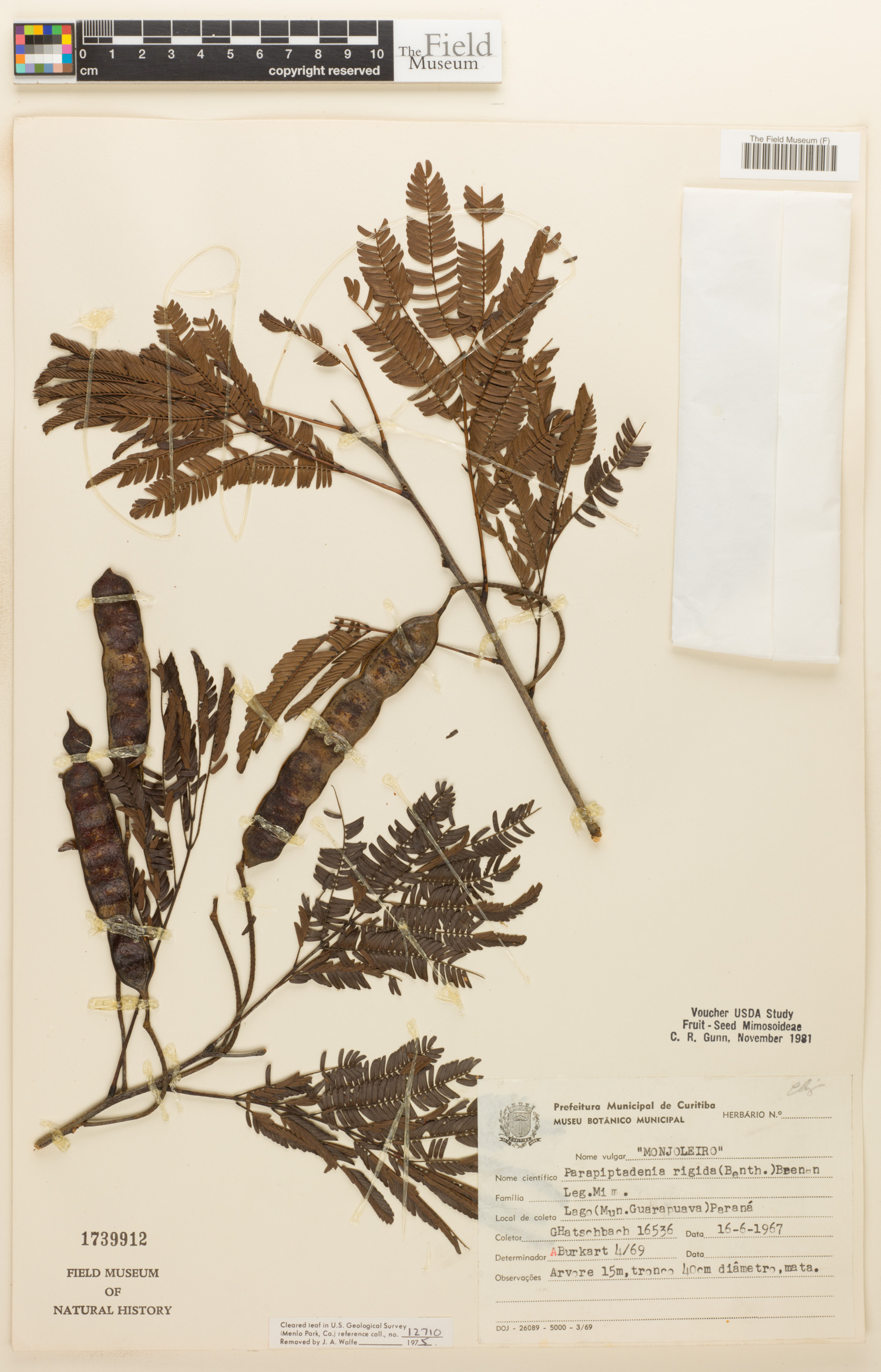 Parapiptadenia rigida image