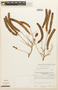 Albizia pistaciifolia image