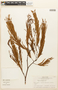 Acacia loretensis image