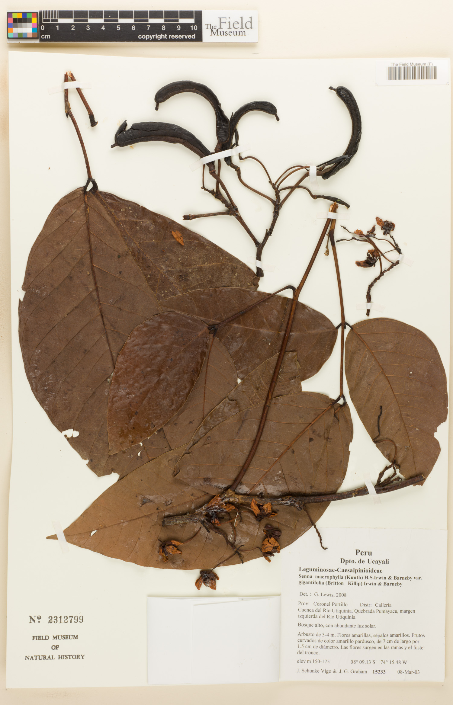 Senna macrophylla image