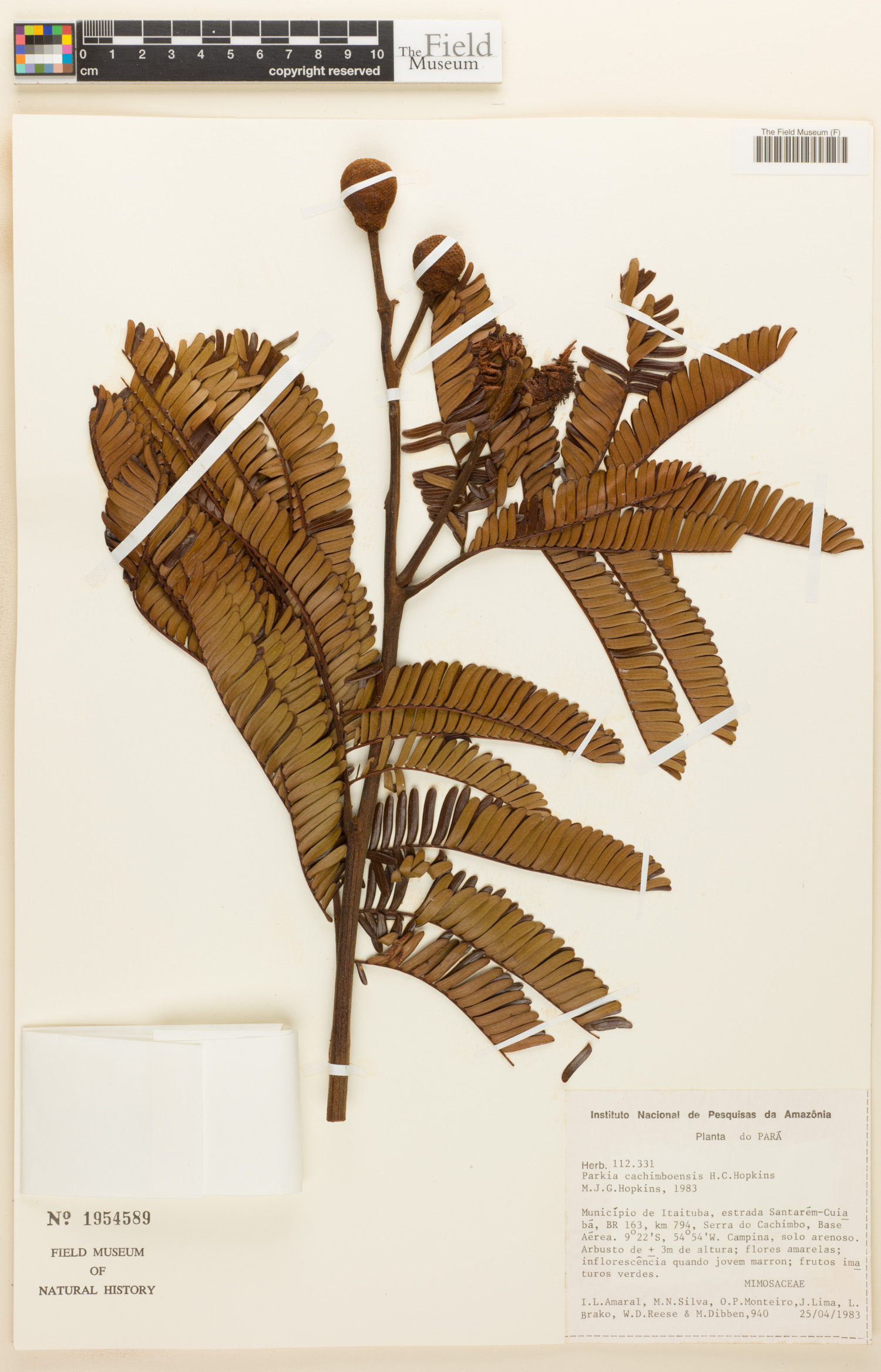 Parkia cachimboensis image