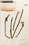 Parkia gigantocarpa image