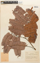 Parkia igneiflora image