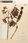 Parkia igneiflora image