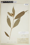 Psychotria bracteocardia image