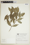 Psychotria brachyceras image