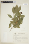 Psychotria brachyceras image