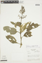 Palicourea albiflora image