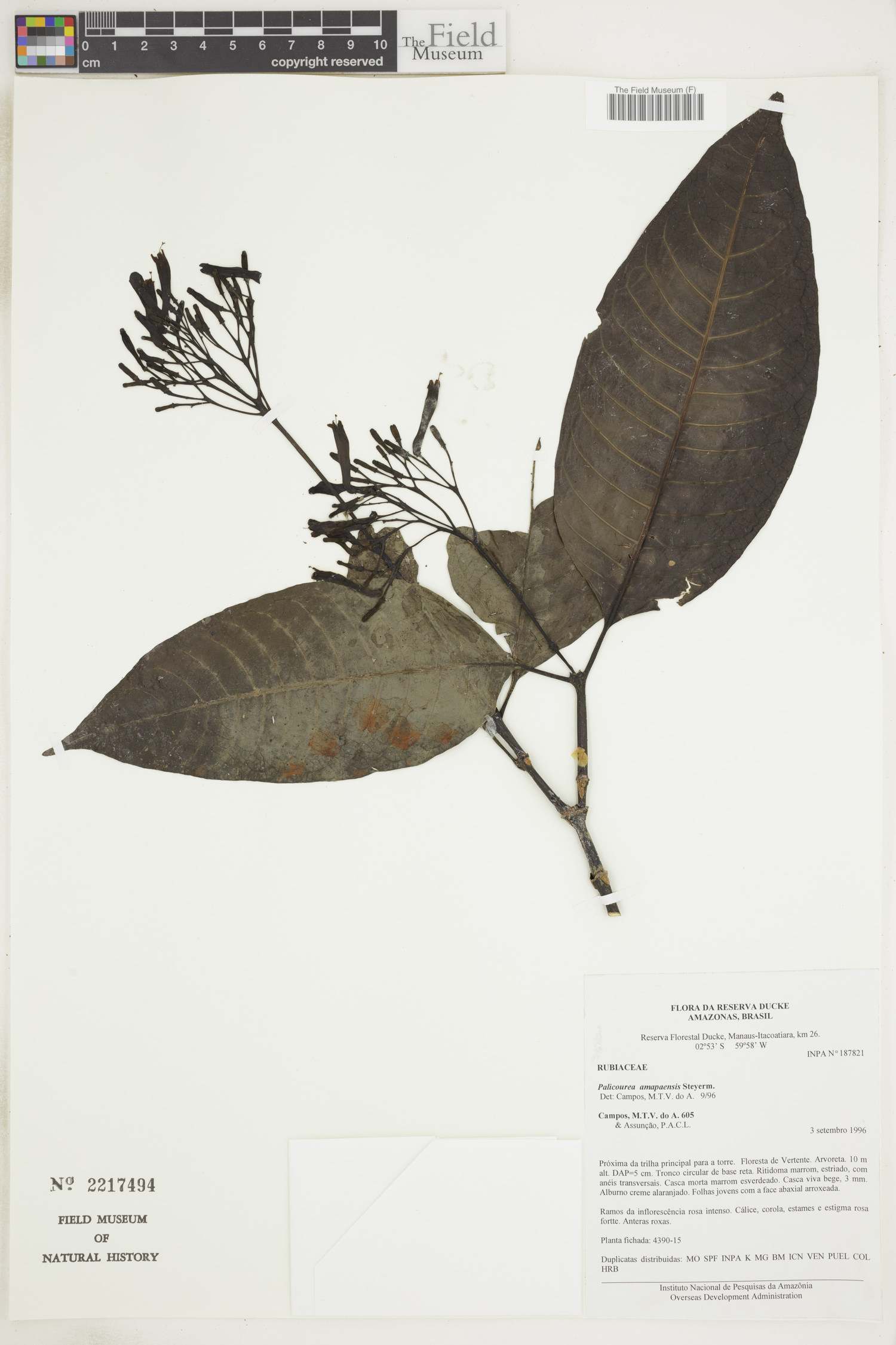Palicourea amapaensis image