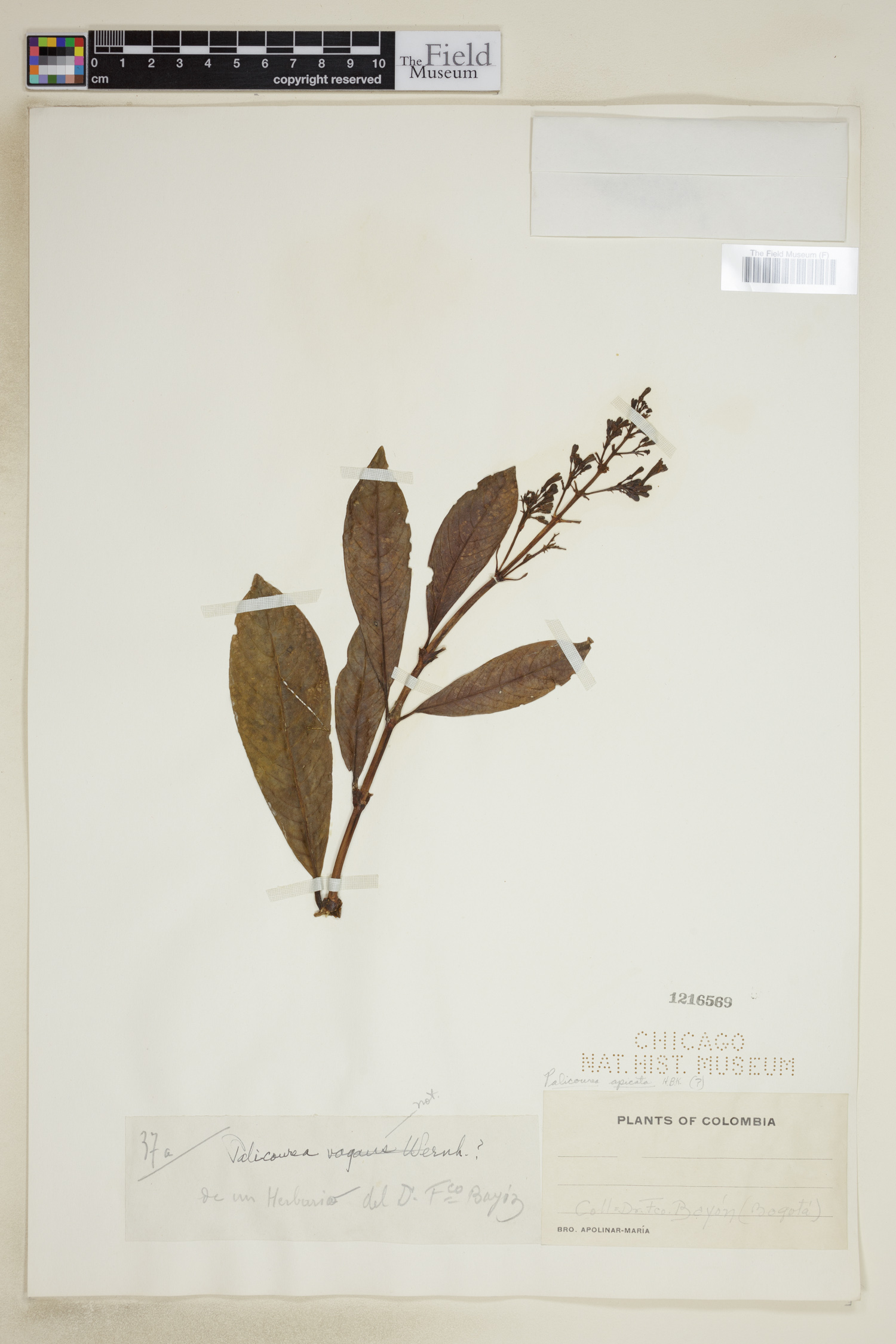 Palicourea apicata image