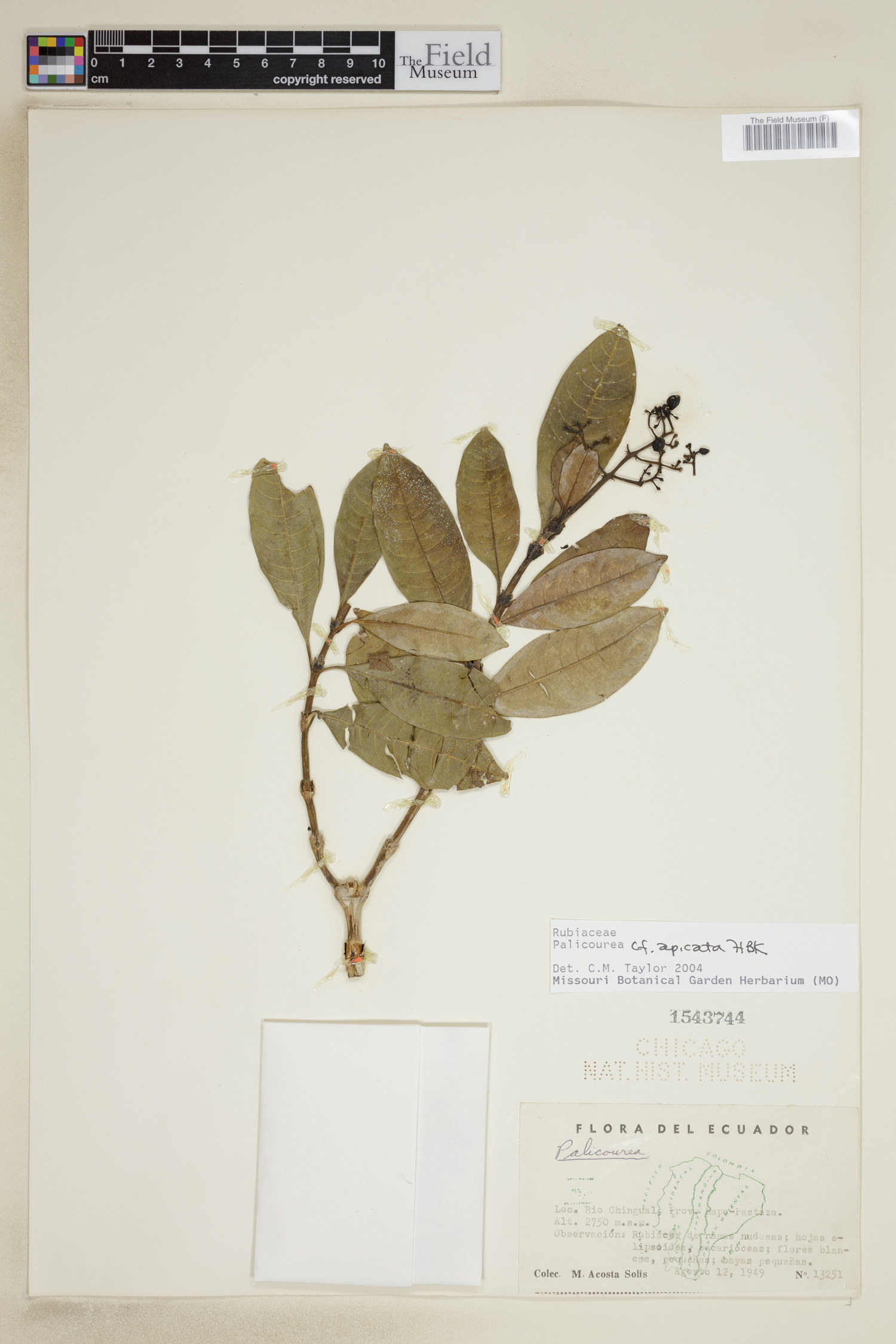 Palicourea apicata image