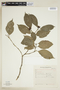 Psychotria brachypoda image