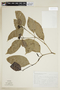 Psychotria brachypoda image
