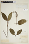 Palicourea blanchetiana image