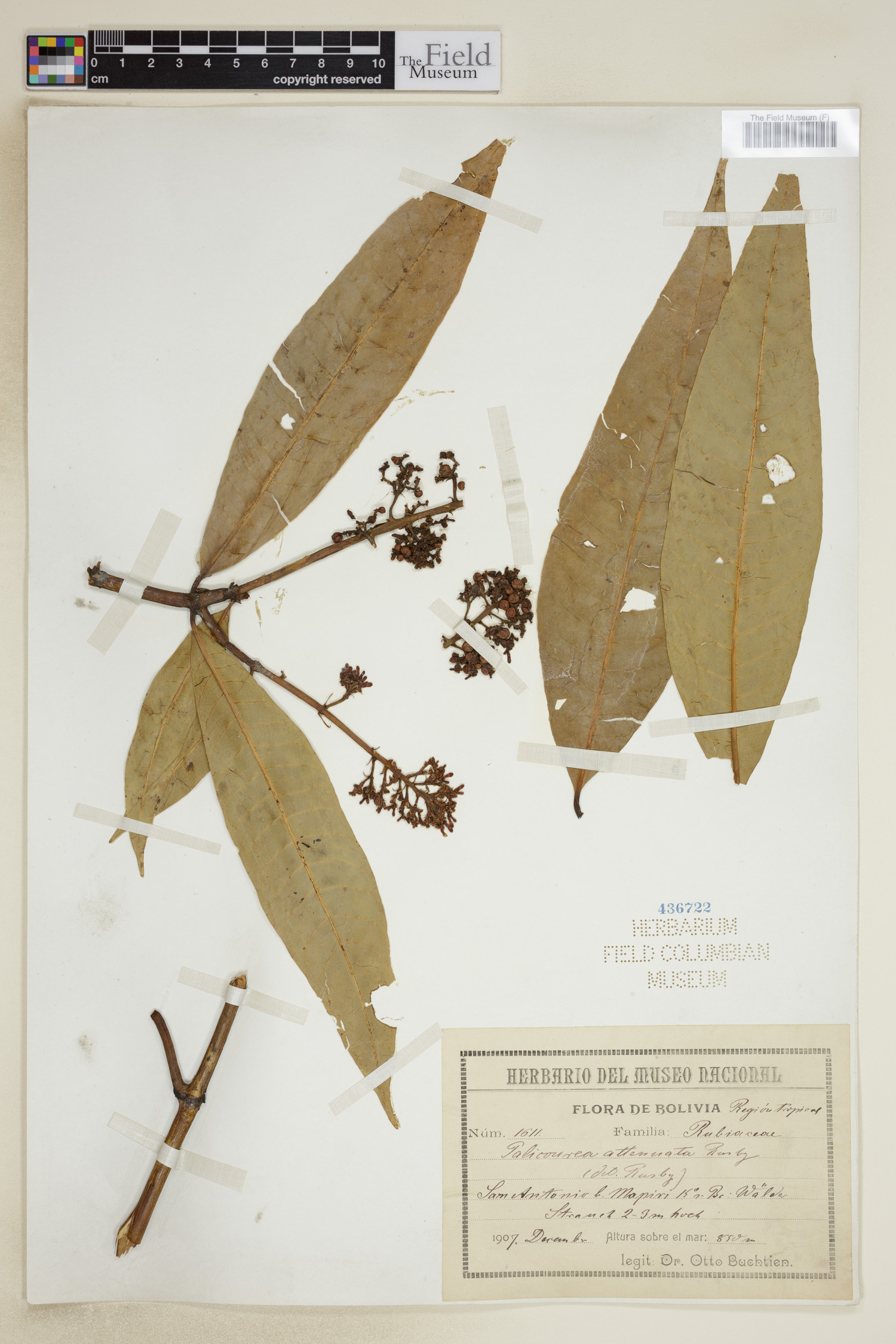 Palicourea attenuata image