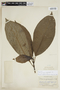 Palicourea calophylla image