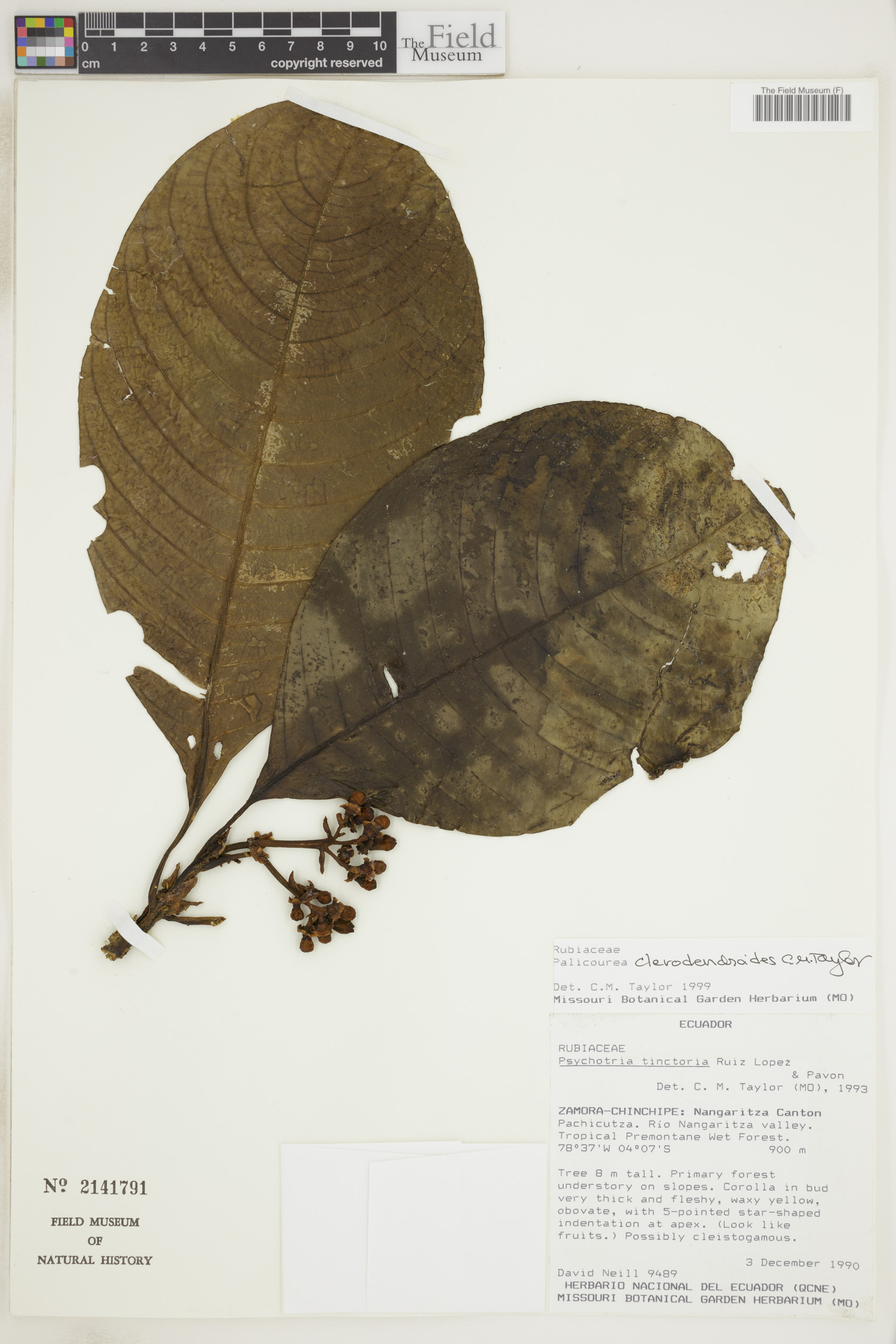 Palicourea clerodendroides image