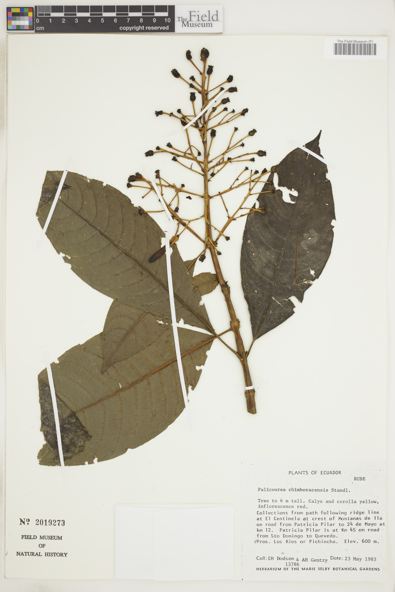 Palicourea chimboracensis image