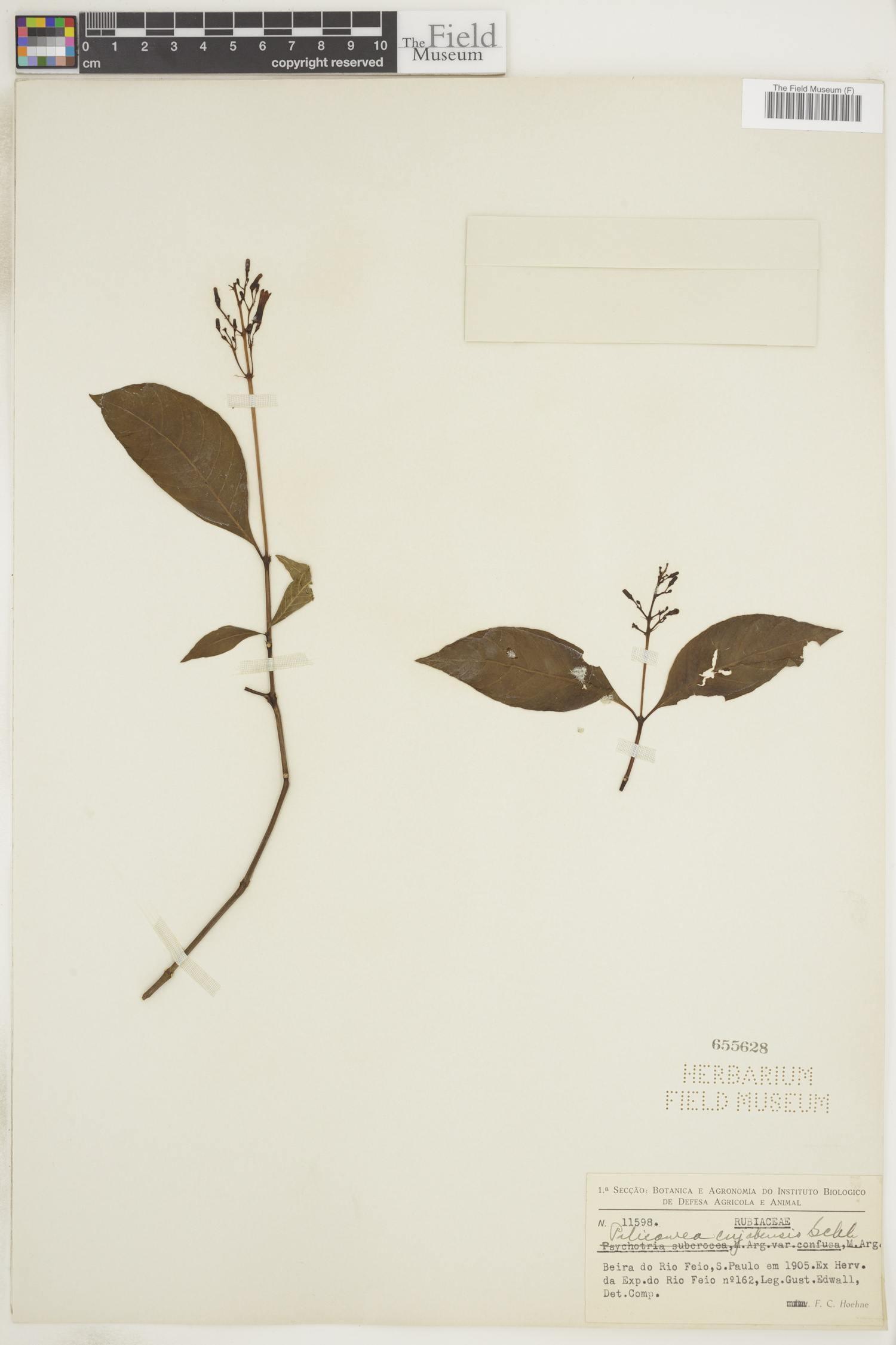 Palicourea croceoides image