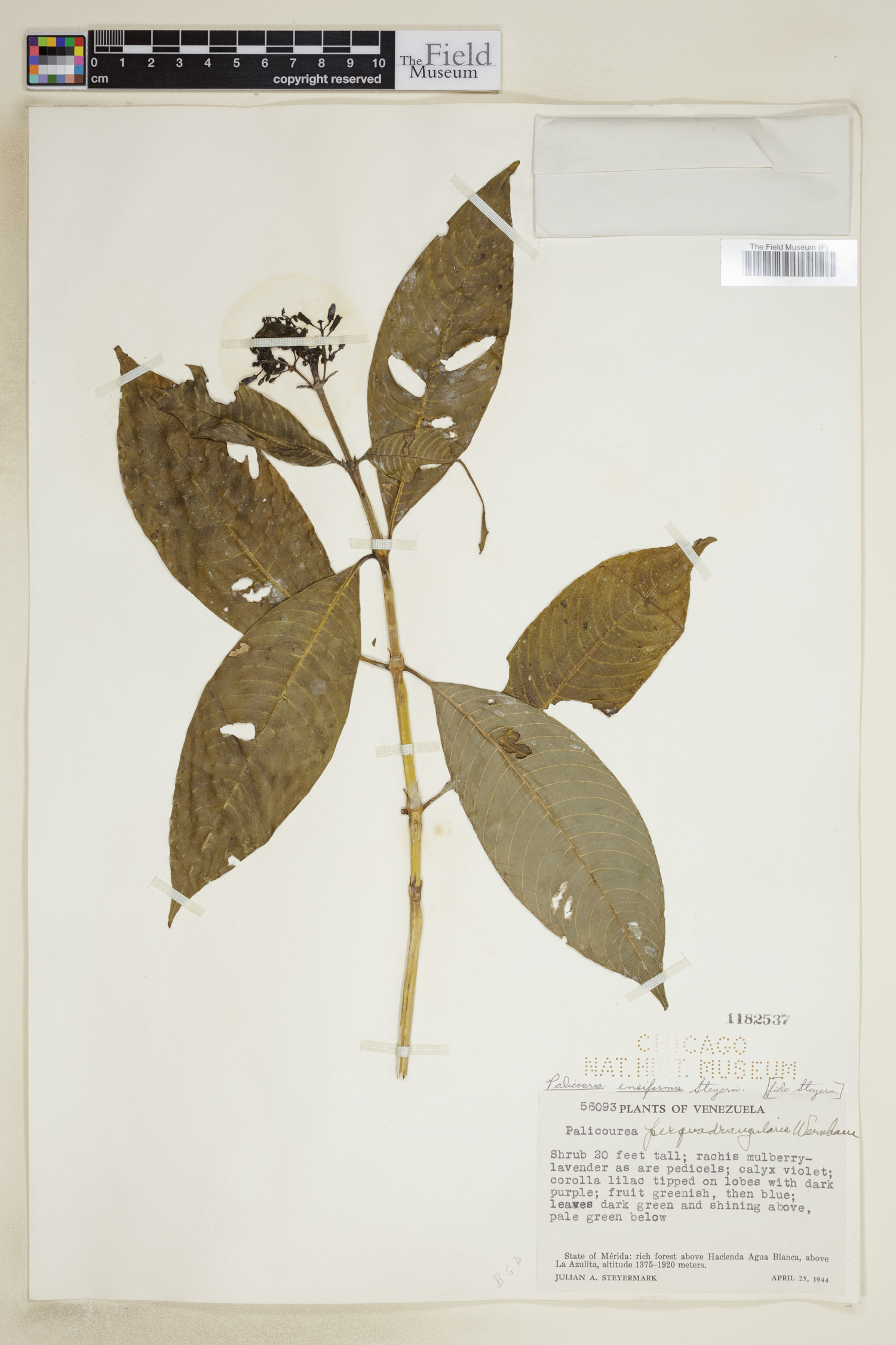 Palicourea angustifolia image