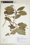 Palicourea flavifolia image