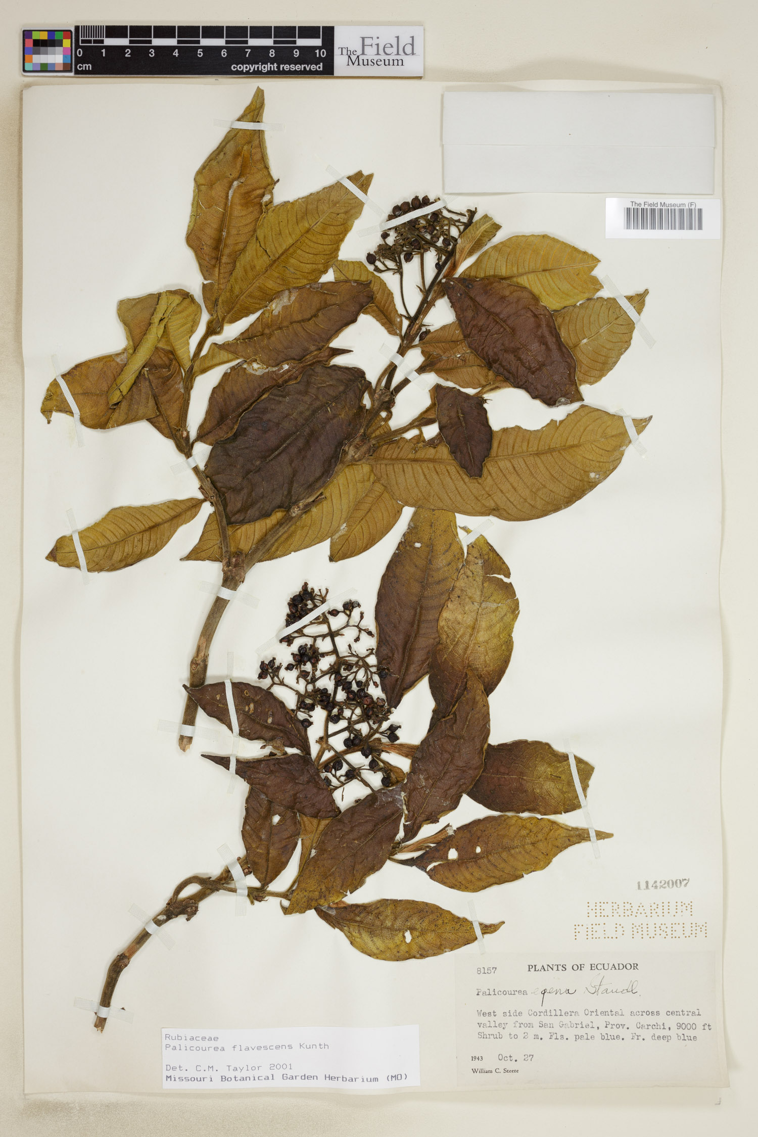 Palicourea flavescens image