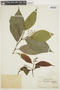 Psychotria acuminata image