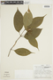 Psychotria acuminata image