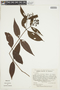Psychotria adderleyi image