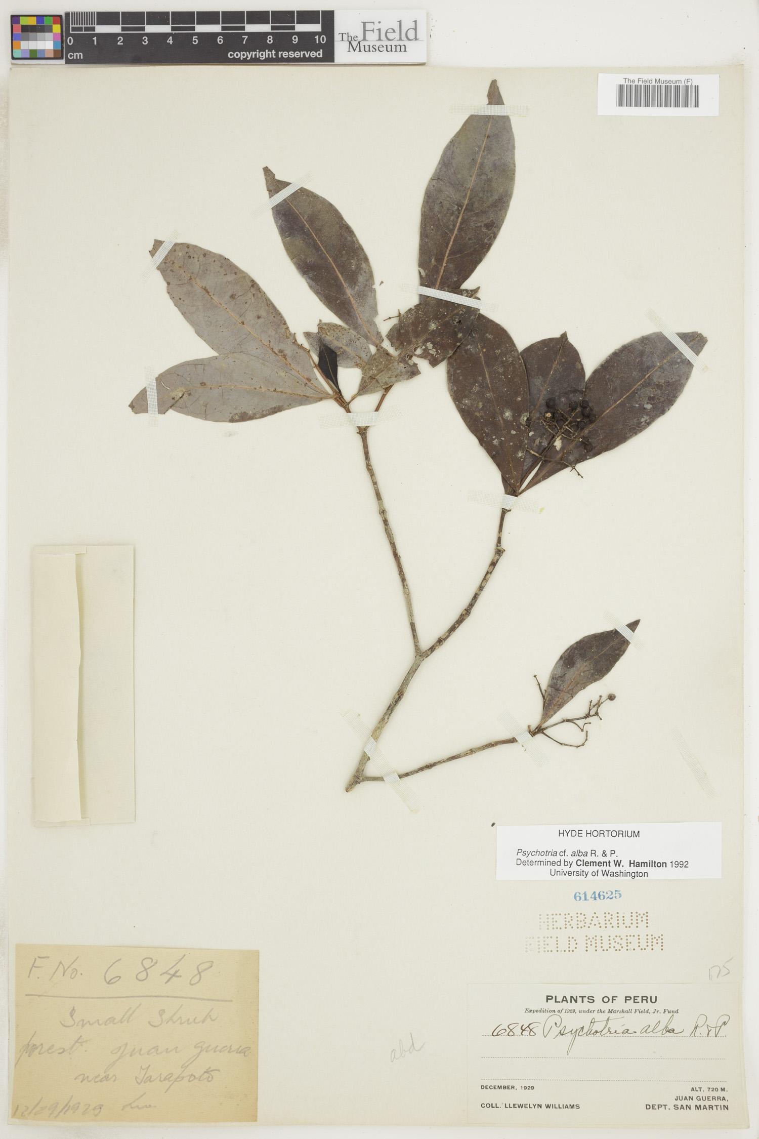 Psychotria alba image