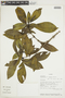 Psychotria allenii image