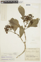 Psychotria altorum image