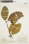 Psychotria allenii image