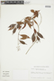 Psychotria amplissima image