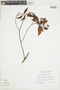 Psychotria amplissima image
