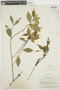 Psychotria amita image