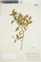 Psychotria amita image