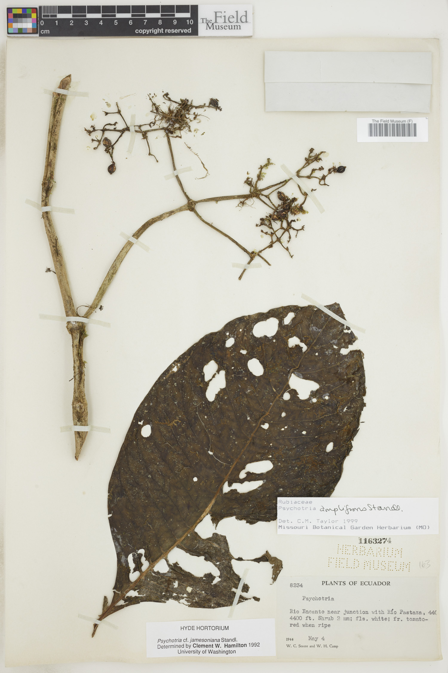 Psychotria amplifrons image